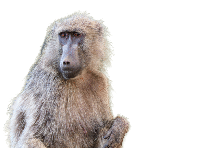 photo: Emiliano Lucero copywrite: Emiliano Lucero