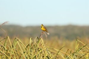 photo: Emiliano Lucero copywrite: Emiliano Lucero