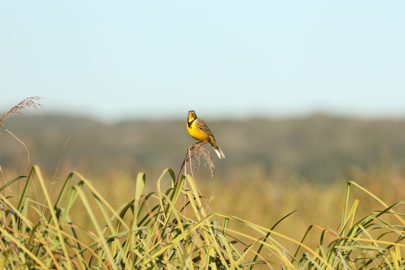 photo: Emiliano Lucero copywrite: Emiliano Lucero