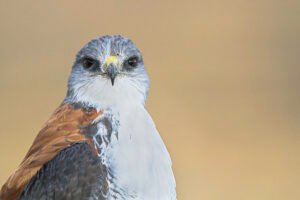 photo: Emiliano Lucero copywrite: Emiliano Lucero